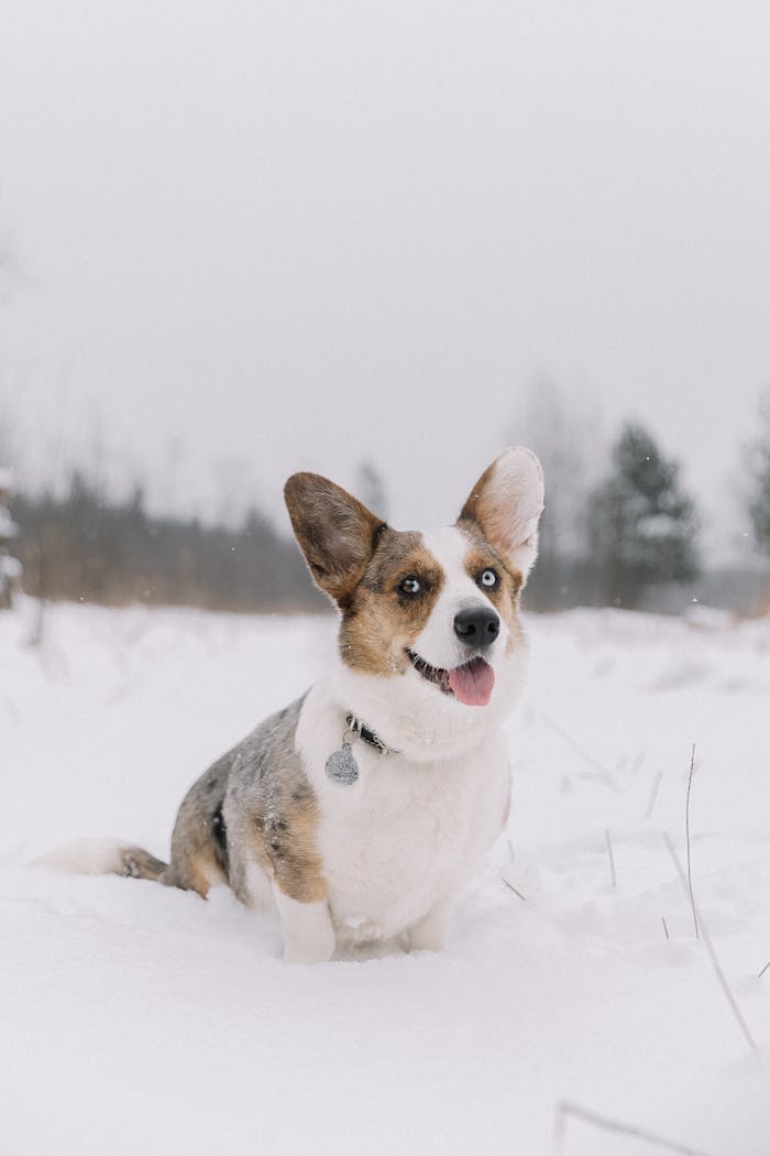 A corgi dog sitting in the snow